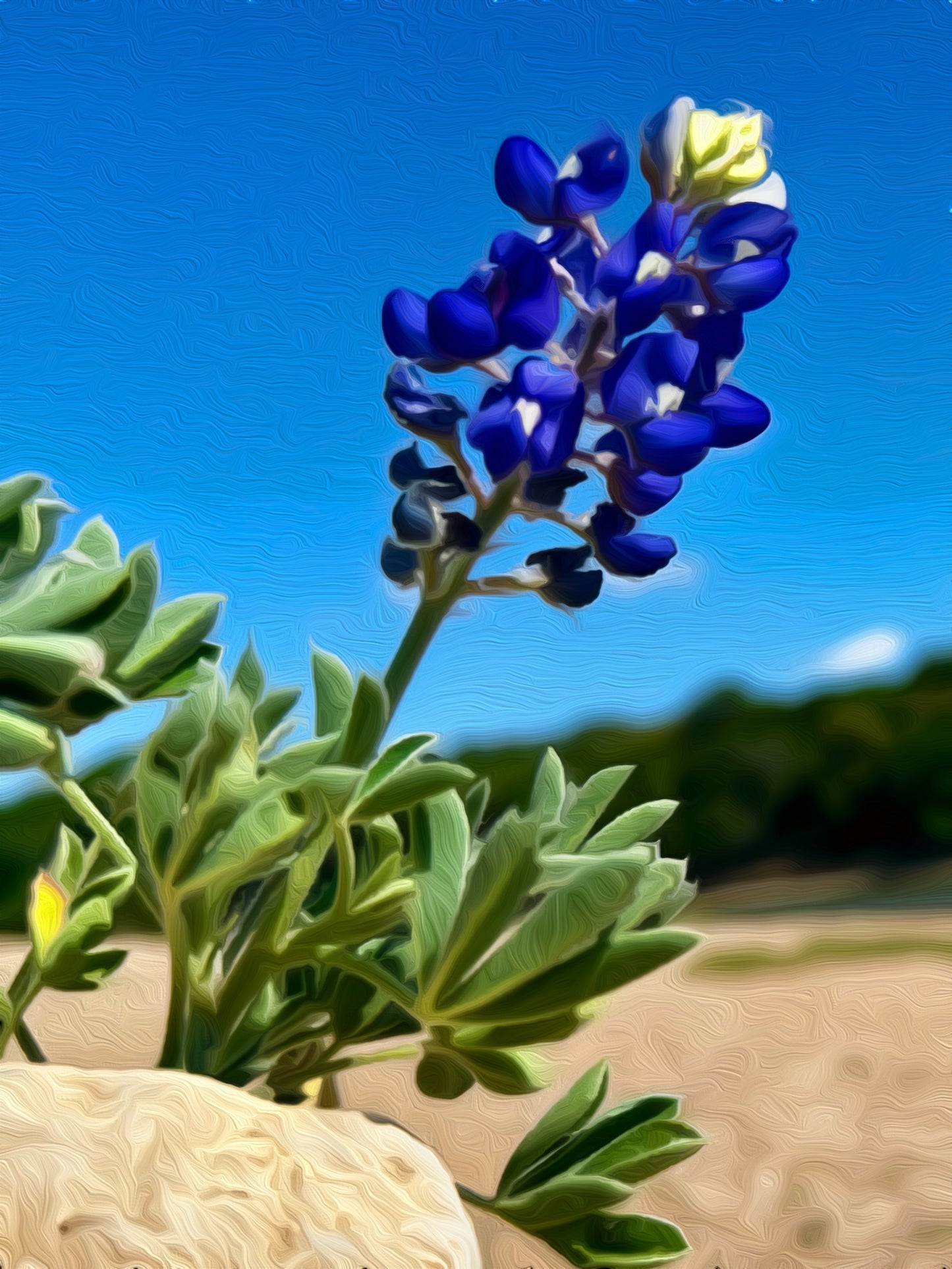 puzzle image bluebonnet against blue sky