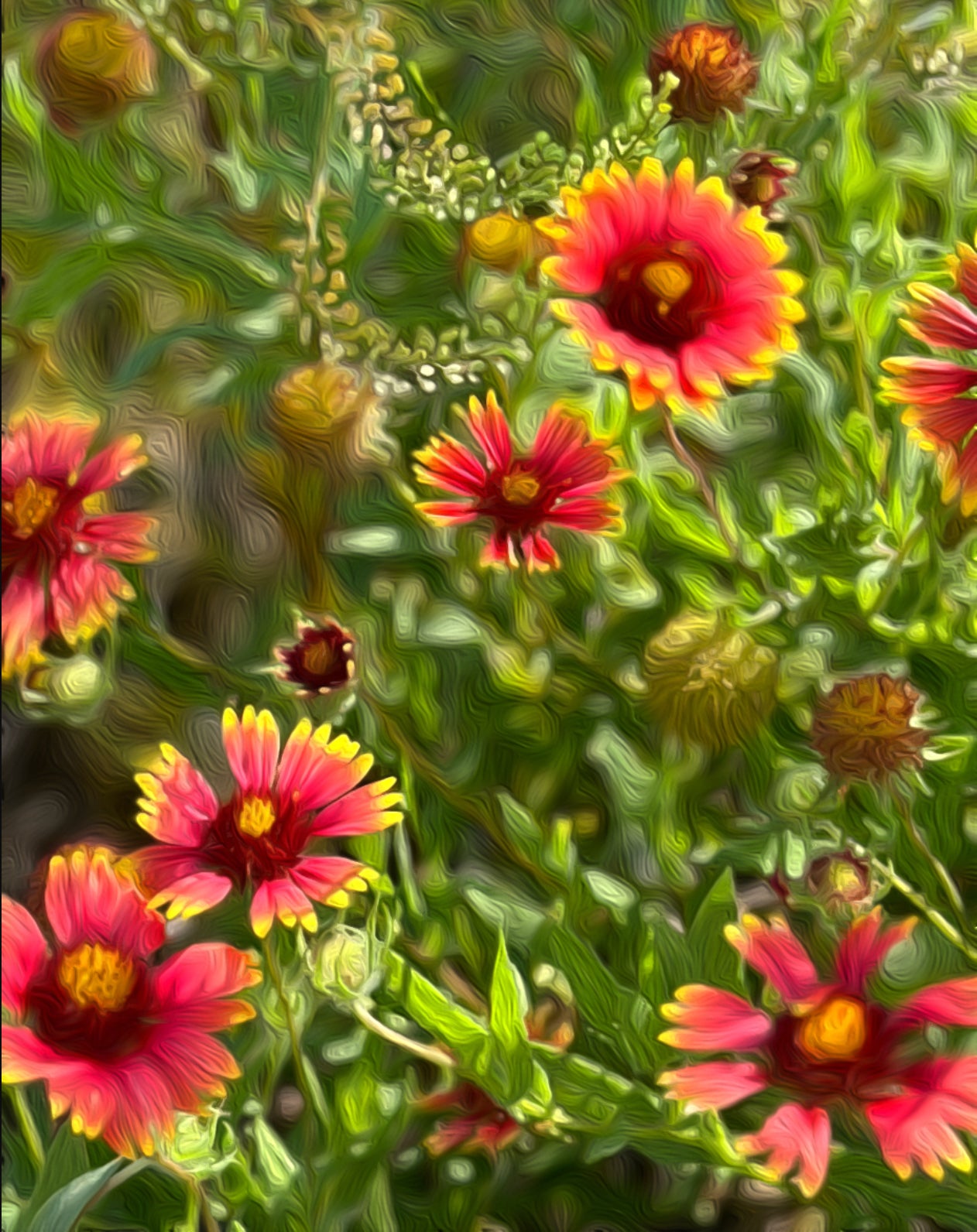 grouping of Texas wildflowers, Indian Blankets, with their red and yellow petals among bright green leaf background