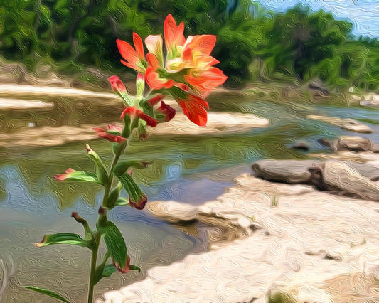 red texas wildflower Indian Paintbrush in teh foreground of the Paluxy River showing rocks and water with a row of cedar trees in background